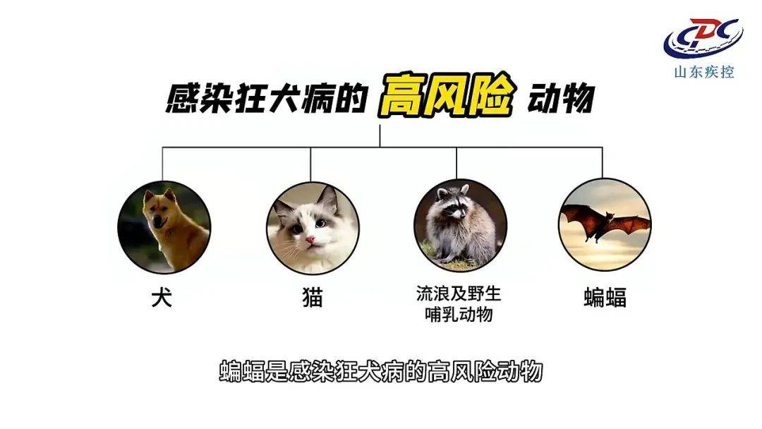 手臂肌腱被咬断！近期激增，半个月接诊近200例……