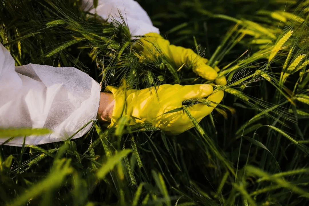 警惕！田里有间谍
