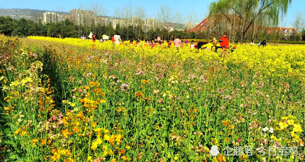 宝鸡贾村原油菜花(宝鸡贾村塬油菜花路线)