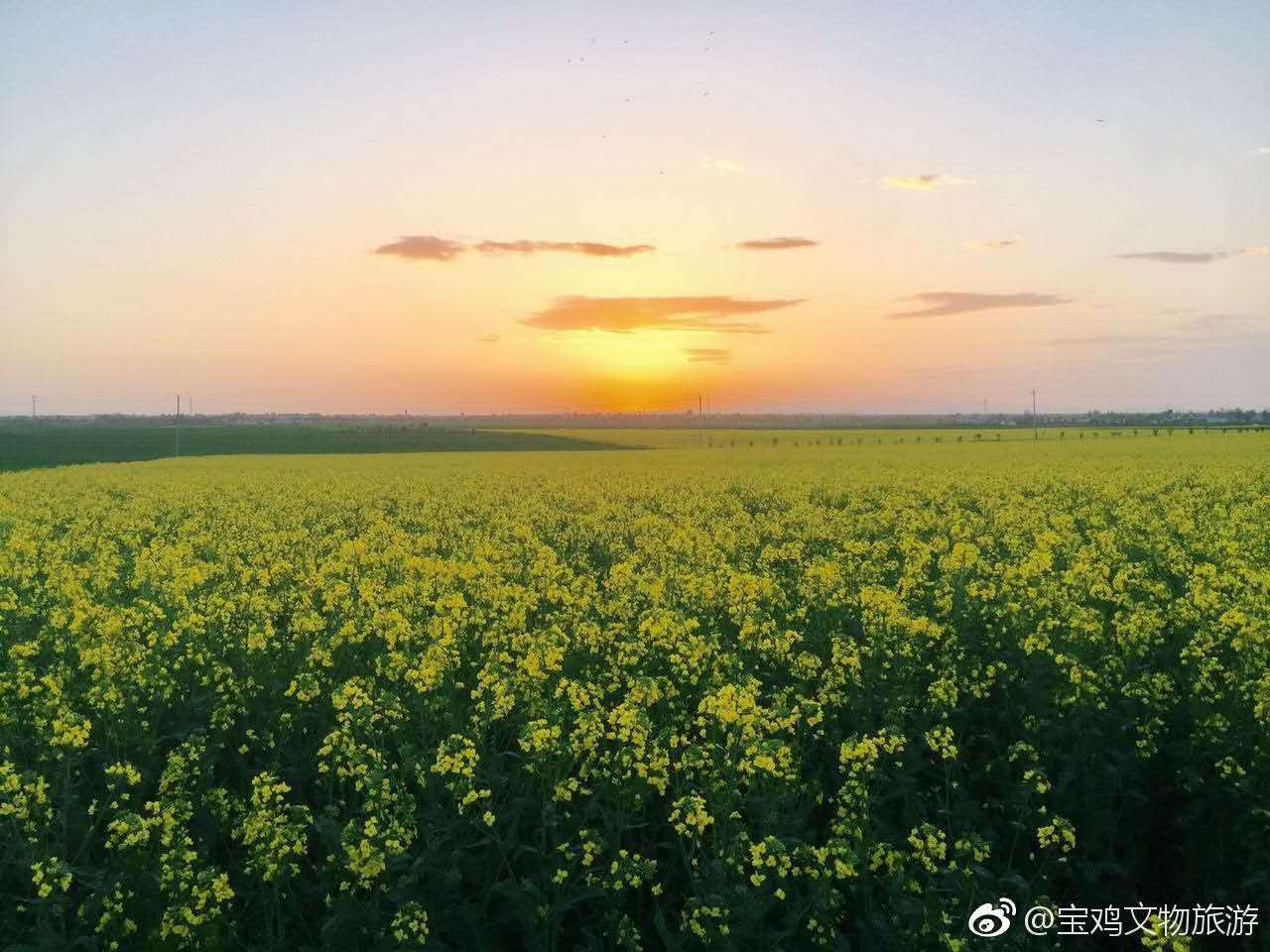 宝鸡贾村原油菜花(2021年宝鸡油菜花在哪里看)