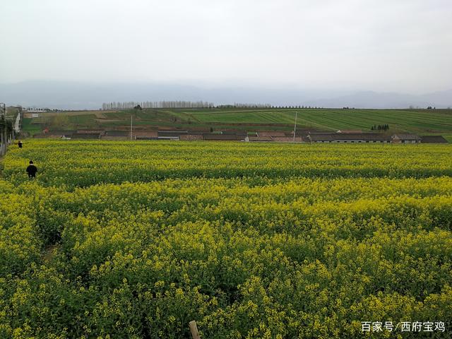 宝鸡贾村原油菜花(宝鸡市油菜花在哪)