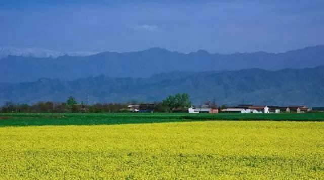 宝鸡贾村原油菜花(宝鸡市油菜花在哪)