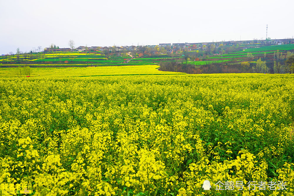 宝鸡蟠龙原油菜花(2021年宝鸡油菜花在哪里看)